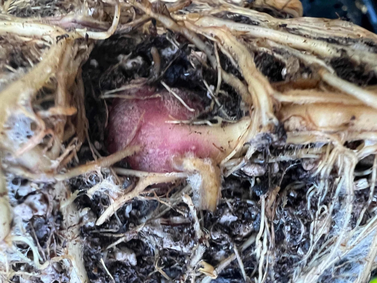 Purple Yacon 2 Purple Yacon - Image 2