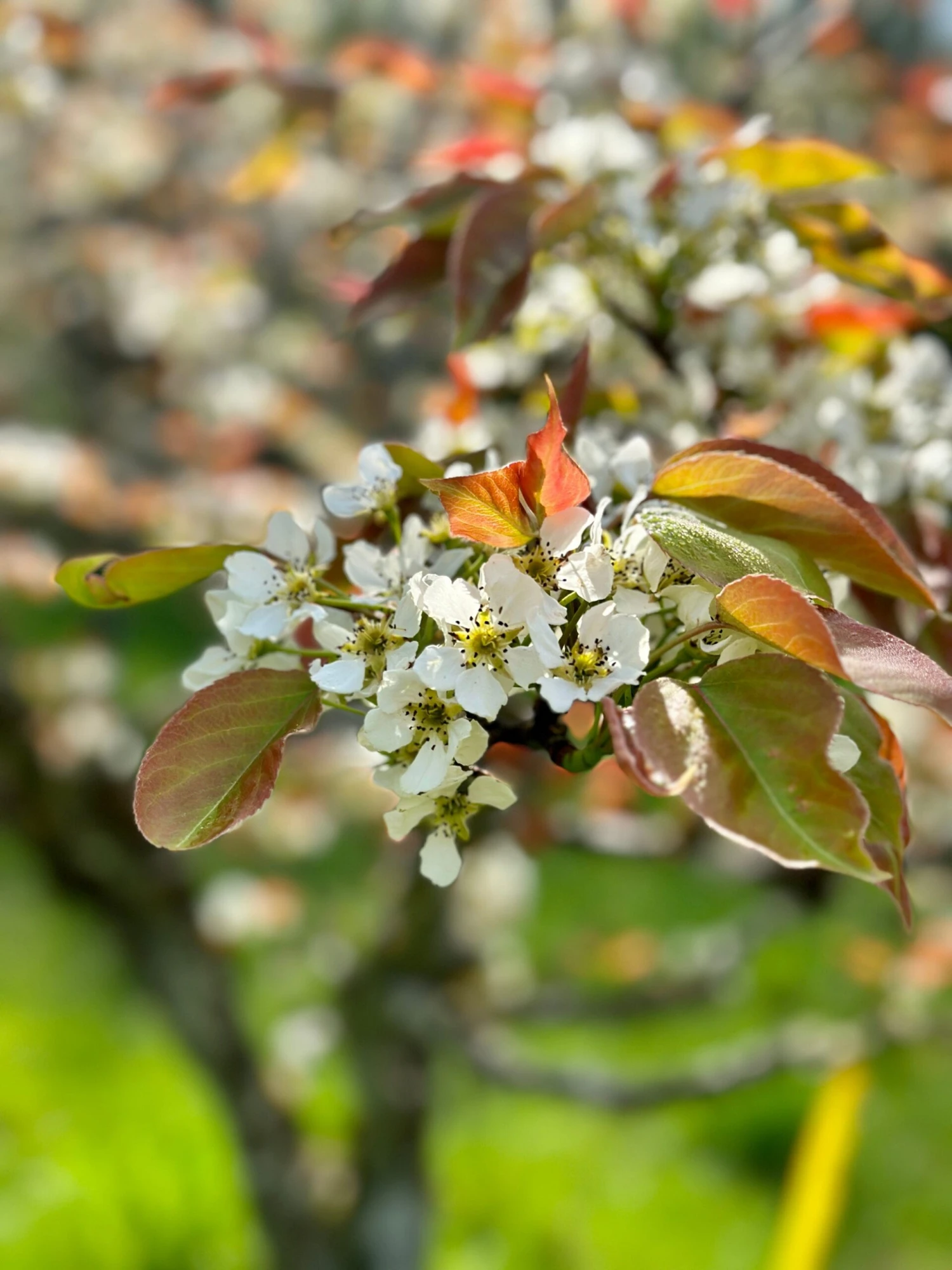 Shinsui Asian Pear 2 Shinsui Asian Pear - Image 2