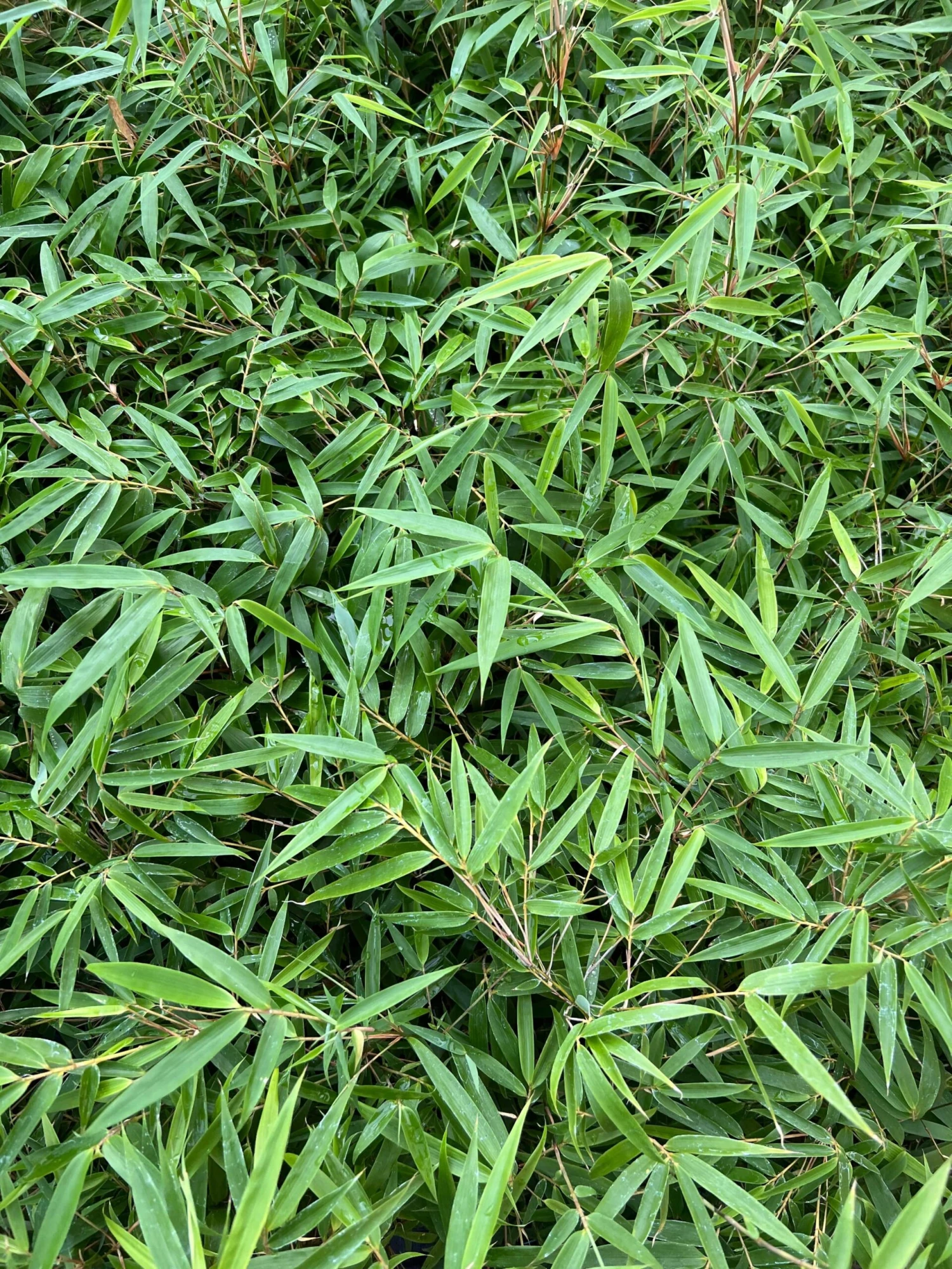 Fargesia Nitida Bamboo 1 Fargesia Nitida Bamboo