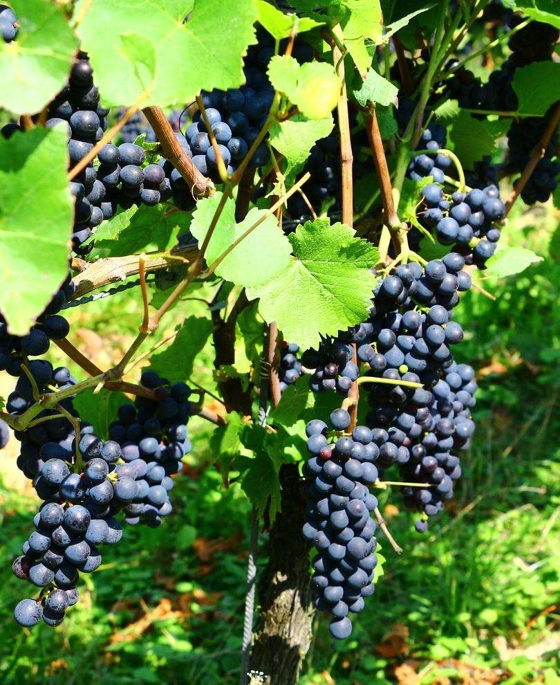 Mars Seedless Grape 1 Mars Seedless Grape