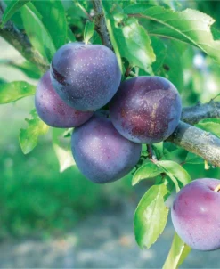 Methley Asian Plum