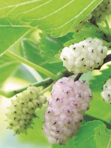 Pakistan White Fruiting Mulberry 1 Pakistan White Fruiting Mulberry