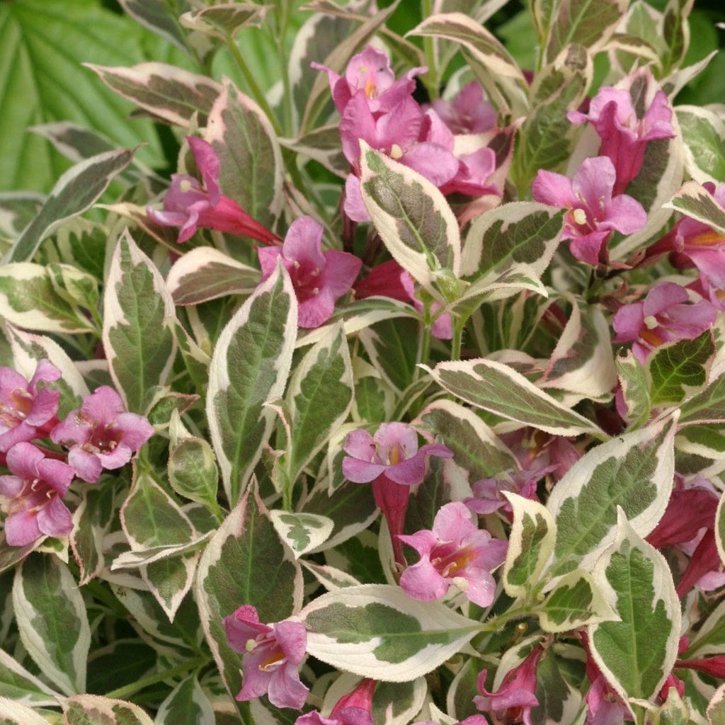 Alpha My Monet® Weigela 1 Alpha My Monet® Weigela