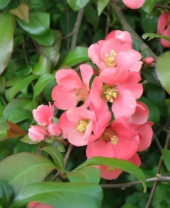 Old Homestead Flowering Quince