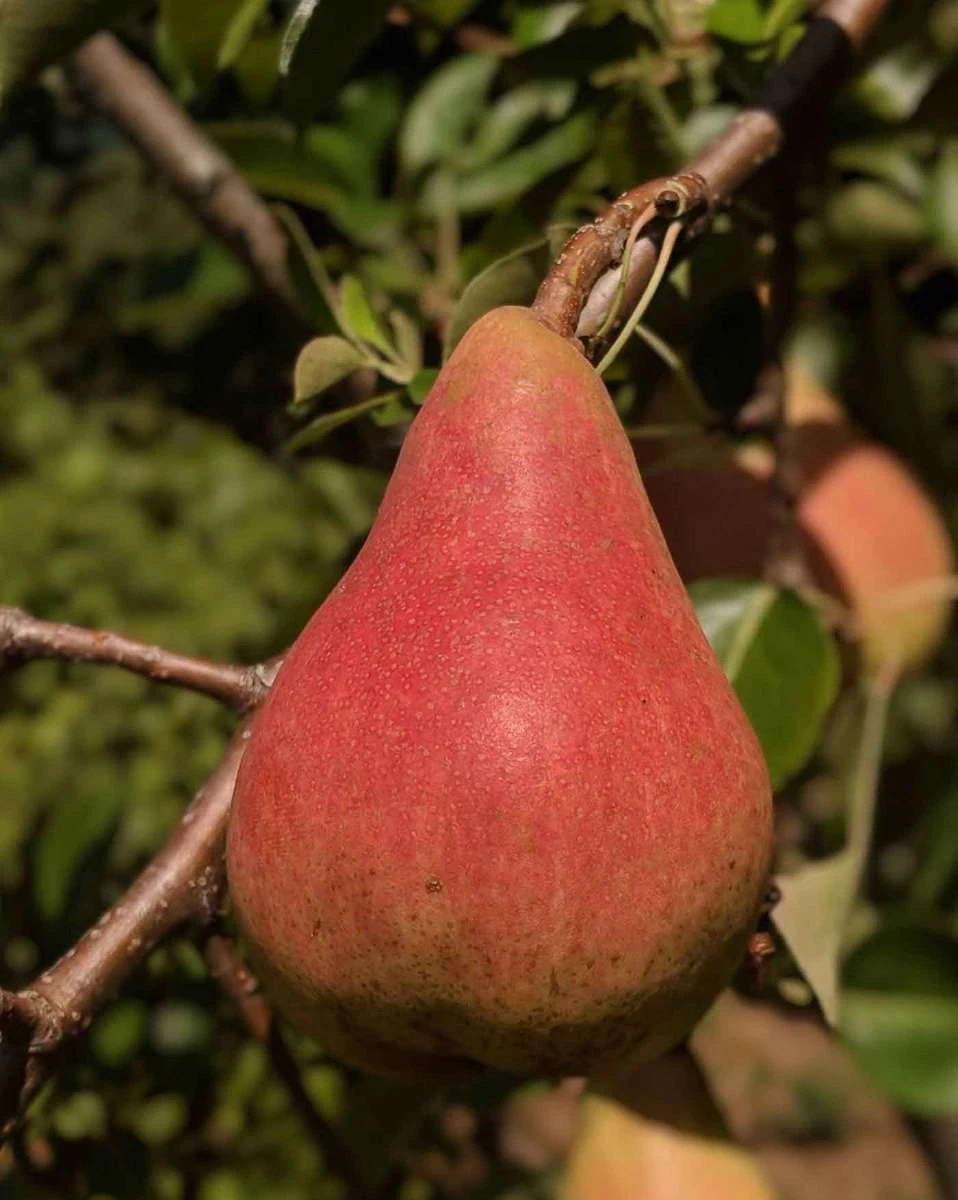 Orcas European Pear 1 Orcas European Pear