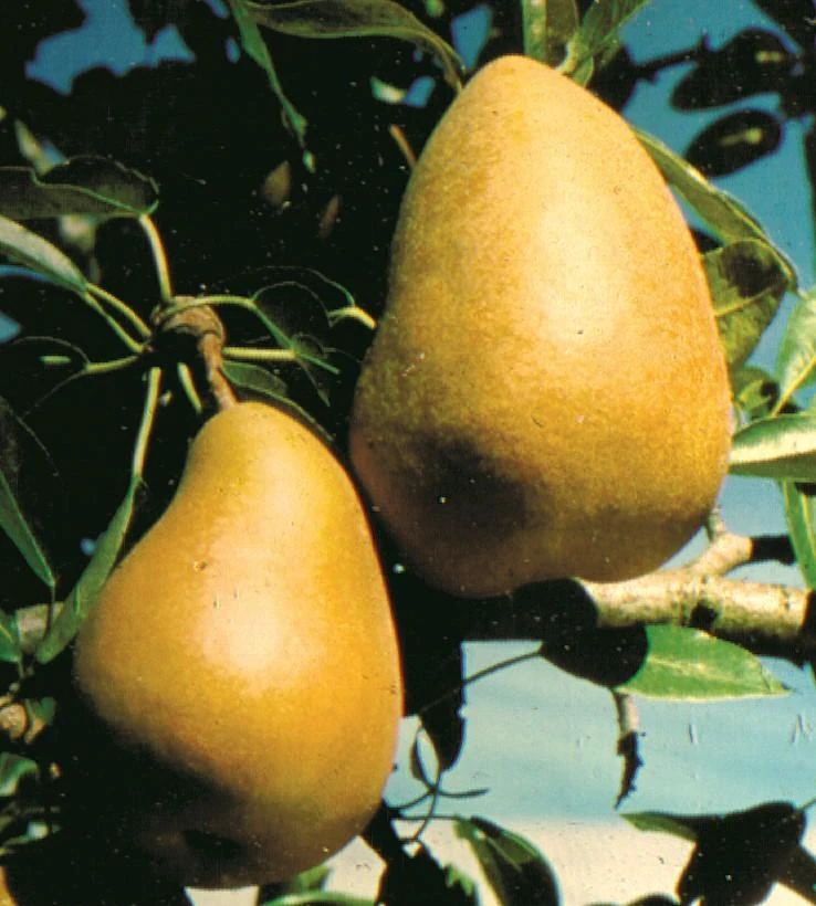 Highland European Pear 1 Highland European Pear