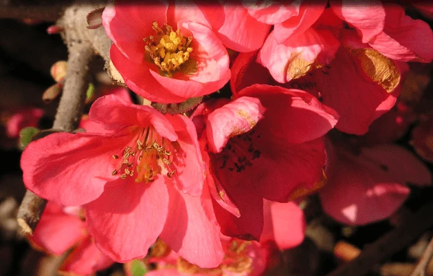 Pink Lady Flowering Quince 1 Pink Lady Flowering Quince
