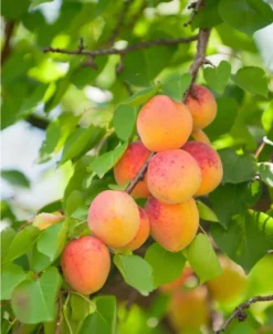 Pixie Cot Apricot