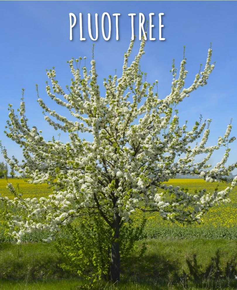 Combo Pluot Tree (3 Varieties) 1 Combo Pluot Tree (3 Varieties)