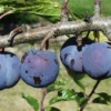 Purple Gage European Plum