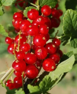Cascade Red Currant