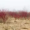 Red Osier Dogwood