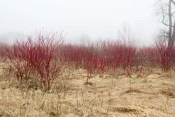 Red Osier Dogwood