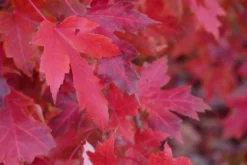 Red Sunset® Maple Tree