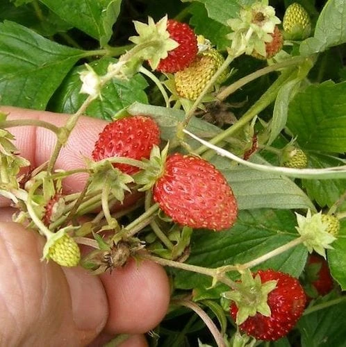 Regina Alpine Strawberry 1 Regina Alpine Strawberry