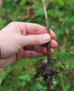 Lovell Peach Seedling Rootstock-potted