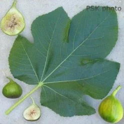 Lattarula Fig 5 Lattarula Fig -Selected Plant Seed Shop secondaryLattarula