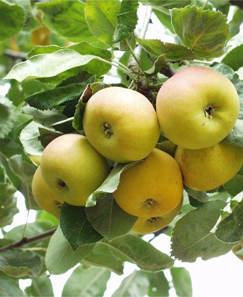 Shipova European Pear 1 Shipova European Pear