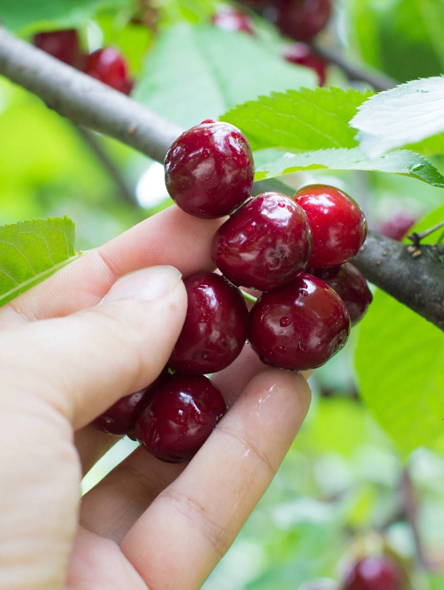 Combination Cherry Tree (3 Varieties) 1 Combination Cherry Tree (3 Varieties)