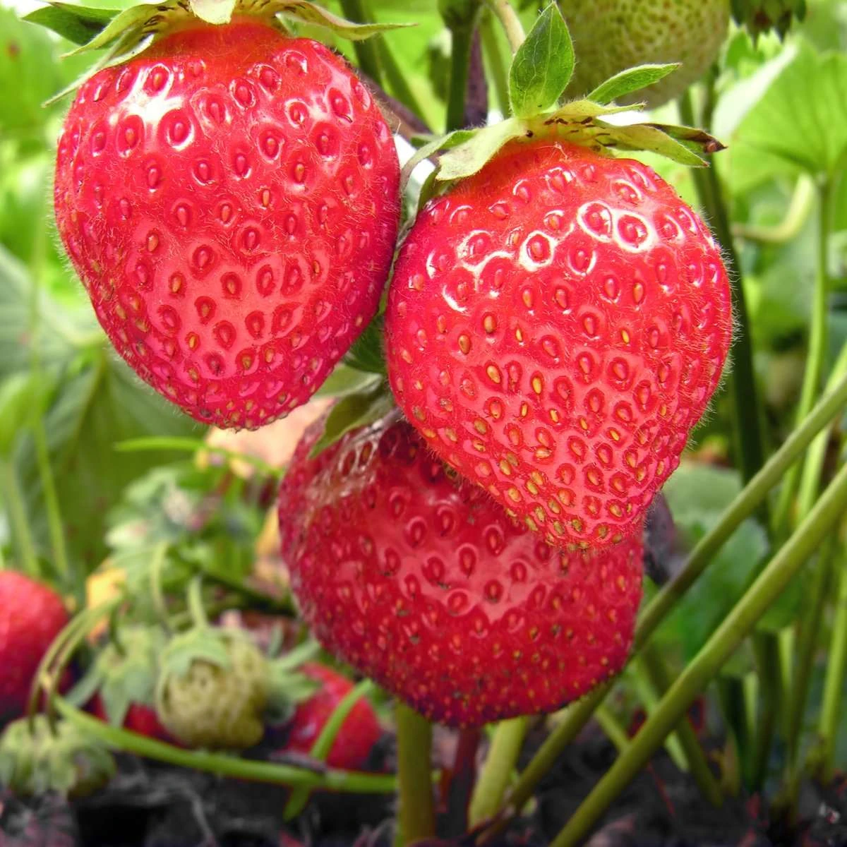Chandler Strawberry 1 Chandler Strawberry