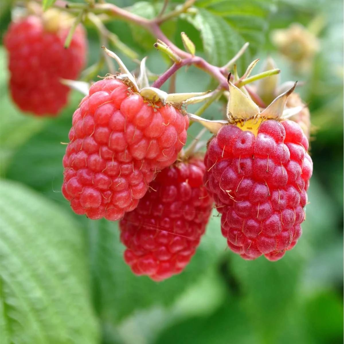 Heritage Raspberry Bundle (5 Plants) 1 Heritage Raspberry Bundle (5 Plants)