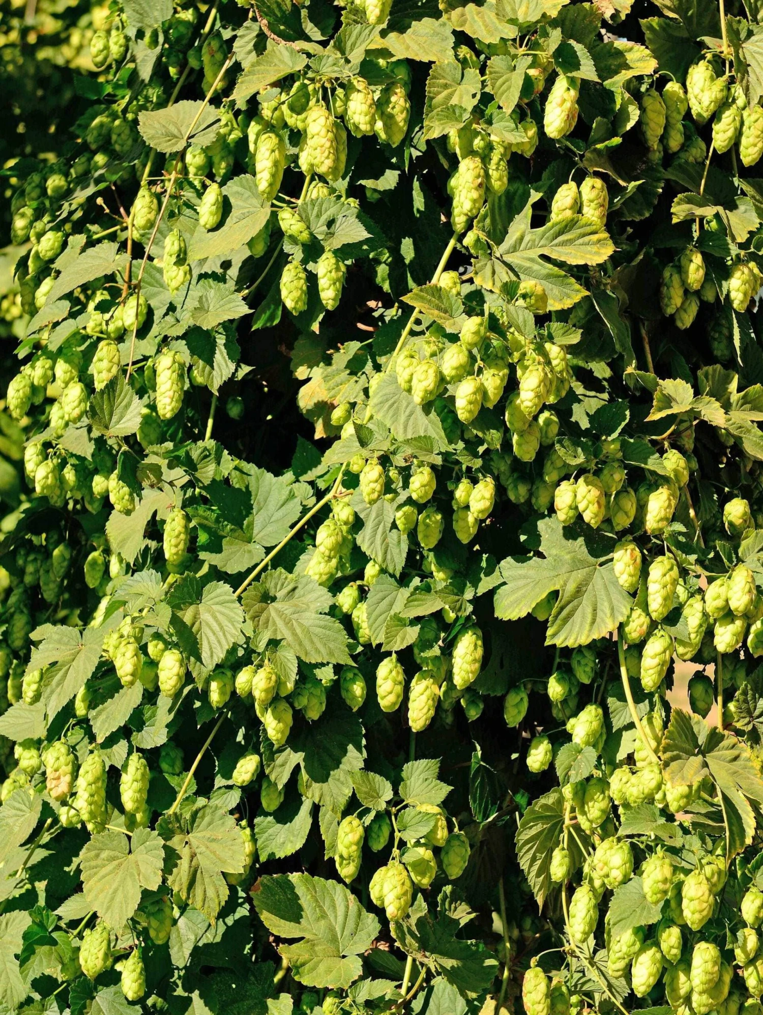 Willamette Hops 1 Willamette Hops