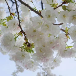 Mt. Fuji Flowering Cherry