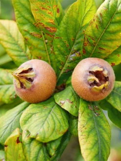 Monstrueuse De Evreinoff Medlar