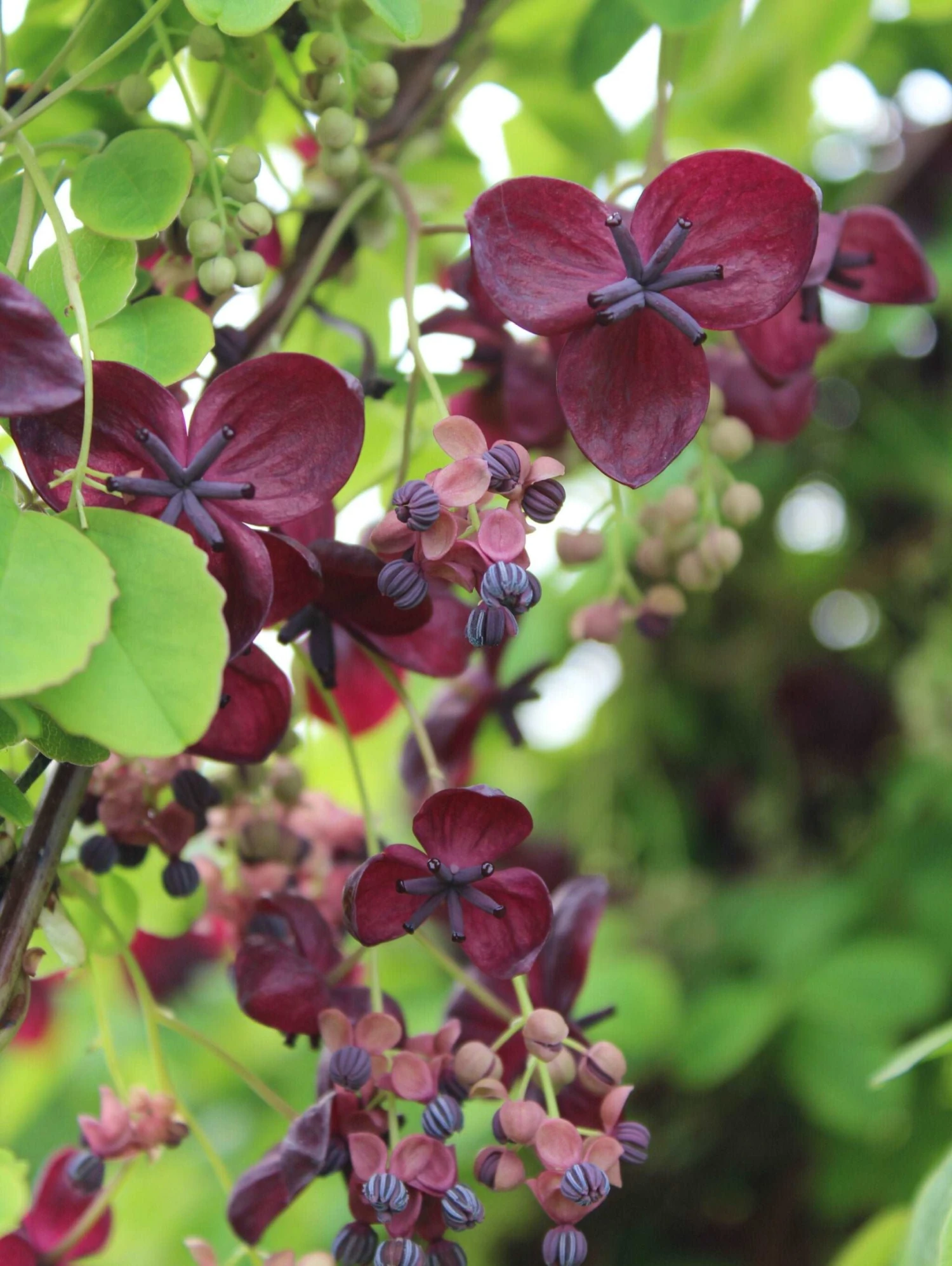 Purple Rose Akebia 1 Purple Rose Akebia