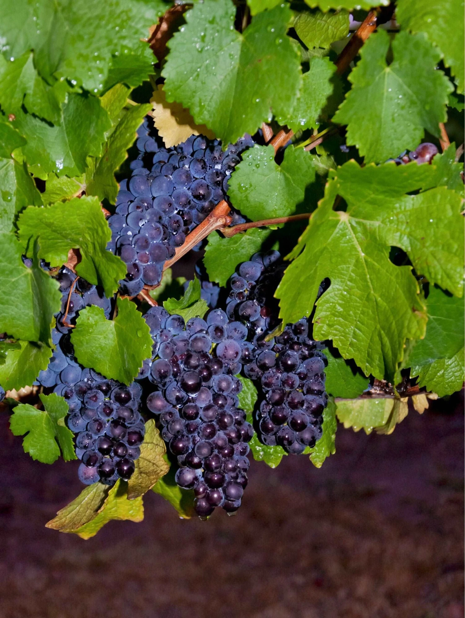 Pinot Precoce Grape 1 Pinot Precoce Grape