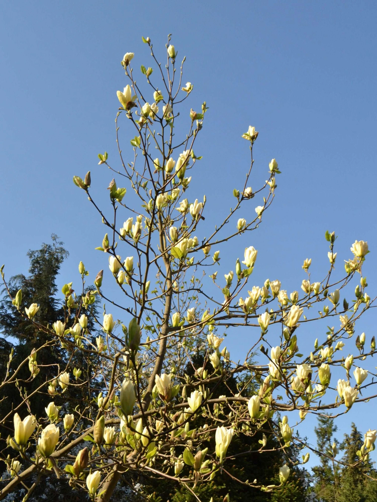 Elizabeth Magnolia 2 Elizabeth Magnolia - Image 2