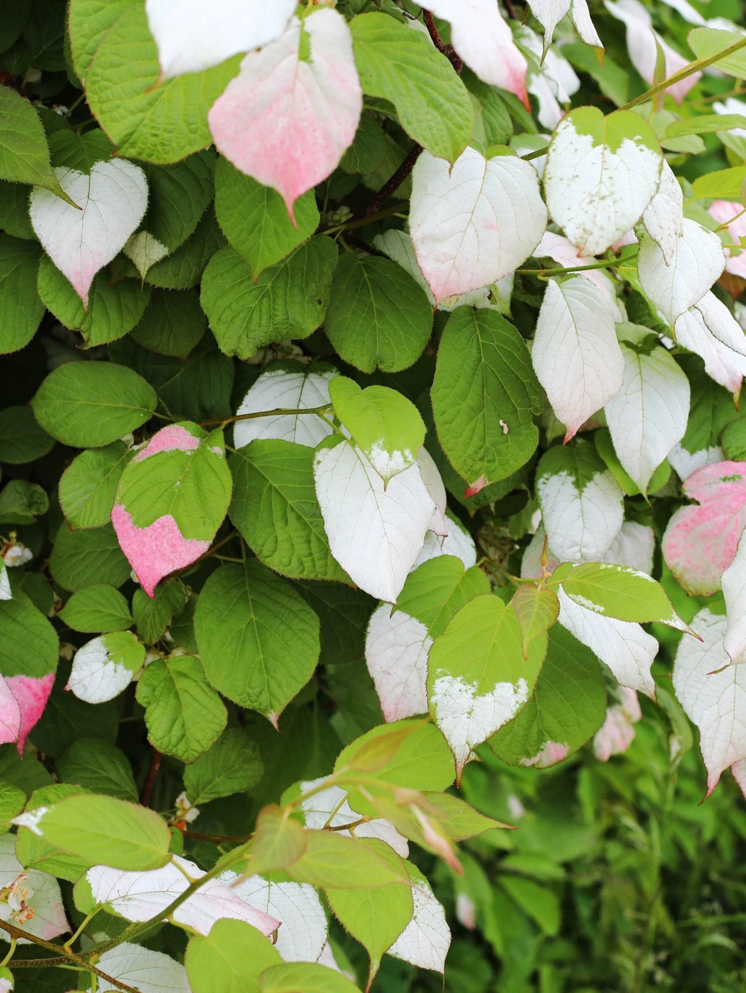 Pasha™ Arctic Beauty Kolomikta Male Kiwi 1 Pasha™ Arctic Beauty Kolomikta Male Kiwi