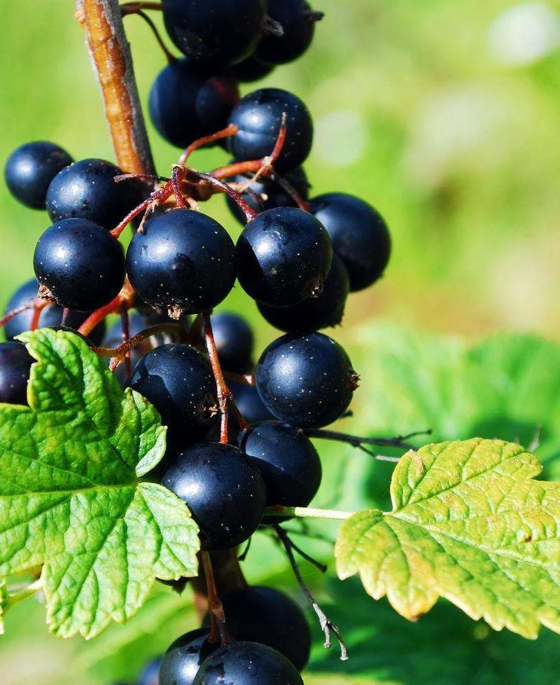 Prince Consort Black Currant 1 Prince Consort Black Currant