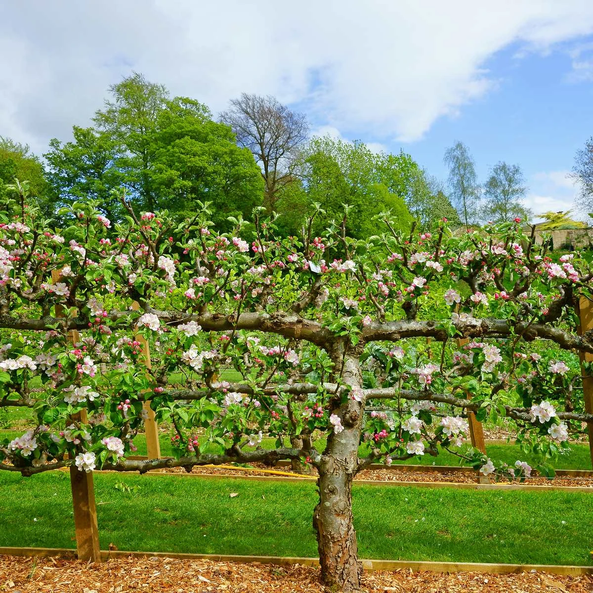 3 Tier Apple Espalier Combo Tree (3 Varieties) 1 3 Tier Apple Espalier Combo Tree (3 Varieties)