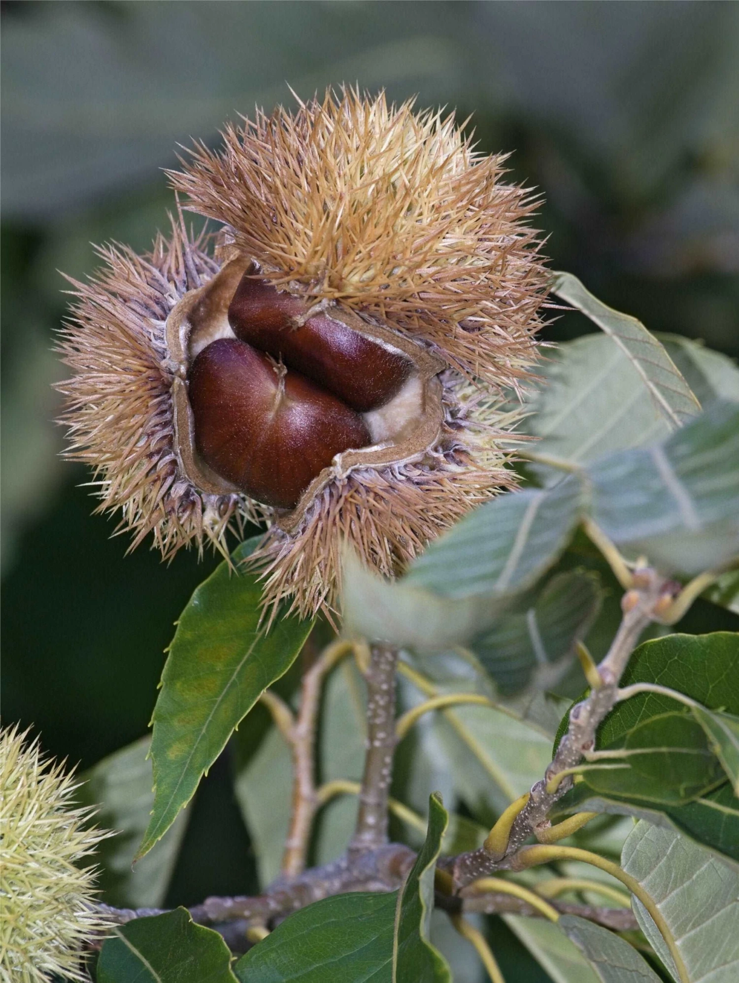 Chinese Chestnut Seedling 1 Chinese Chestnut Seedling