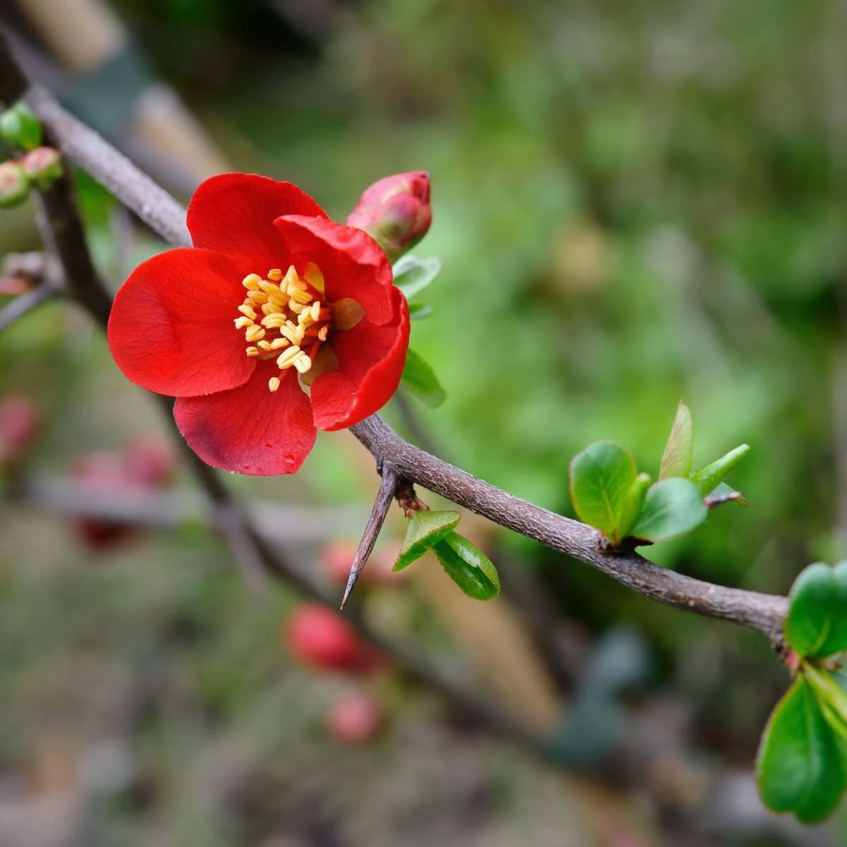 Crimson And Gold Flowering Quince 1 Crimson And Gold Flowering Quince