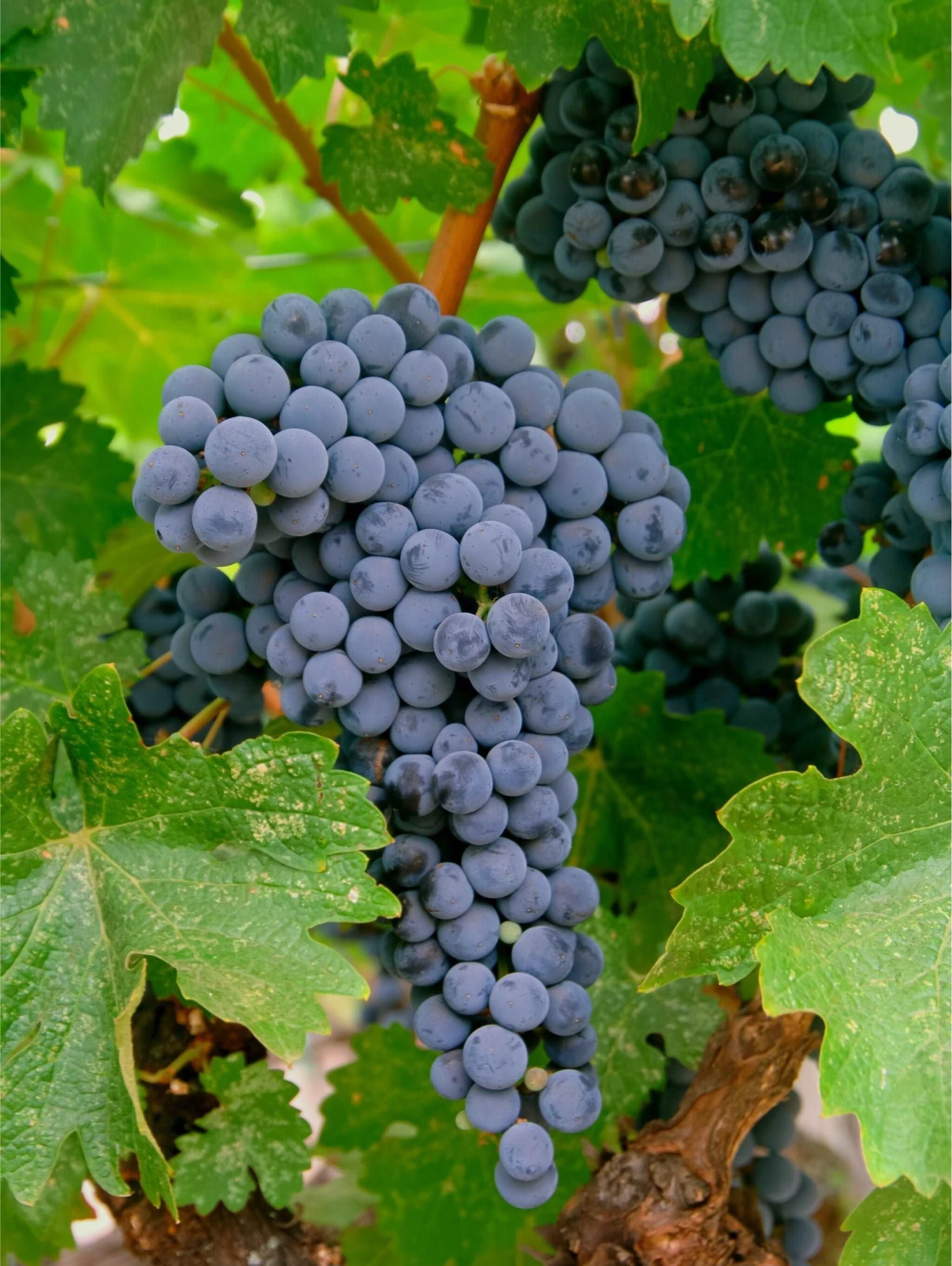 Merlot Grape 1 Merlot Grape