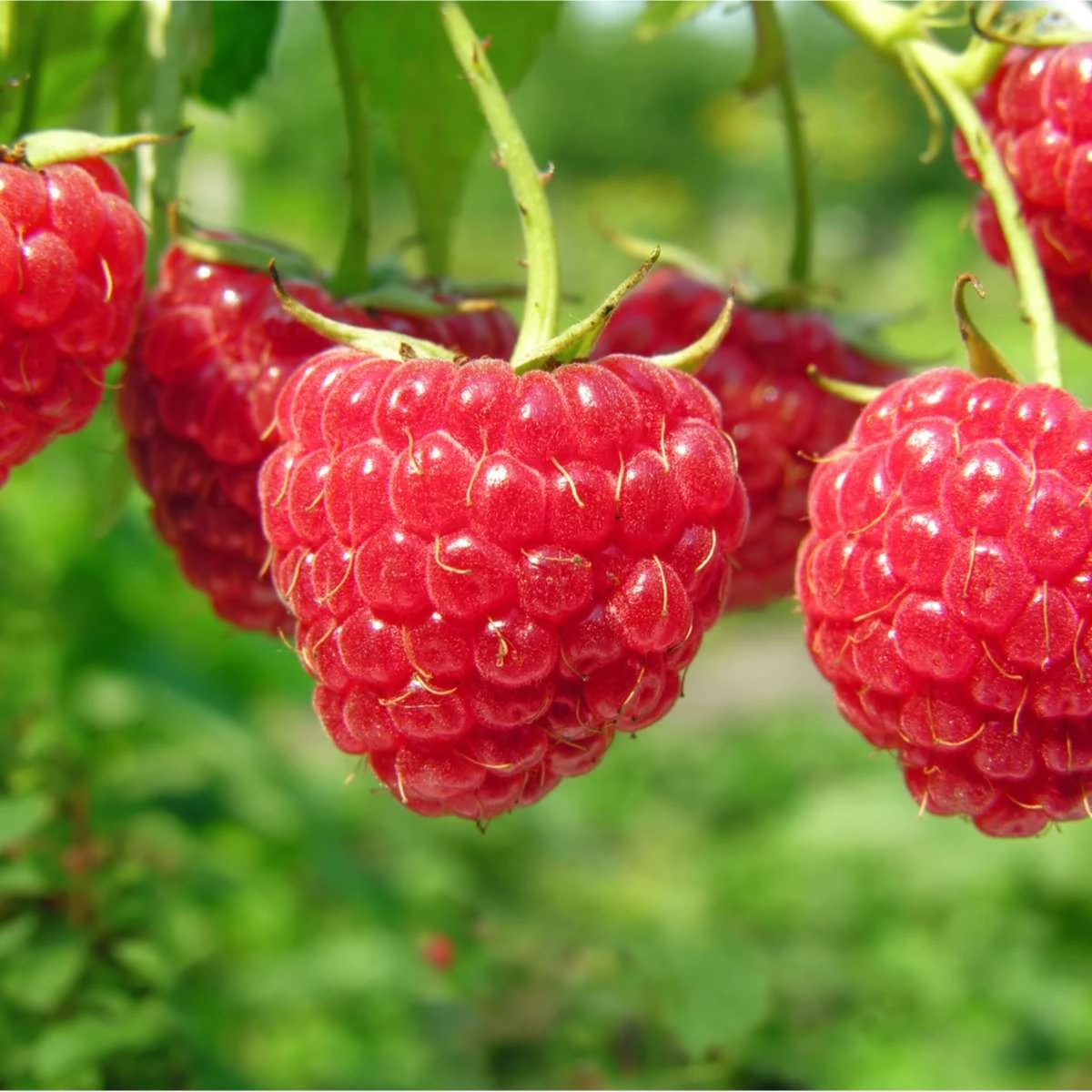 Boyne Raspberry Bundle (5 Plants) 1 Boyne Raspberry Bundle (5 Plants)