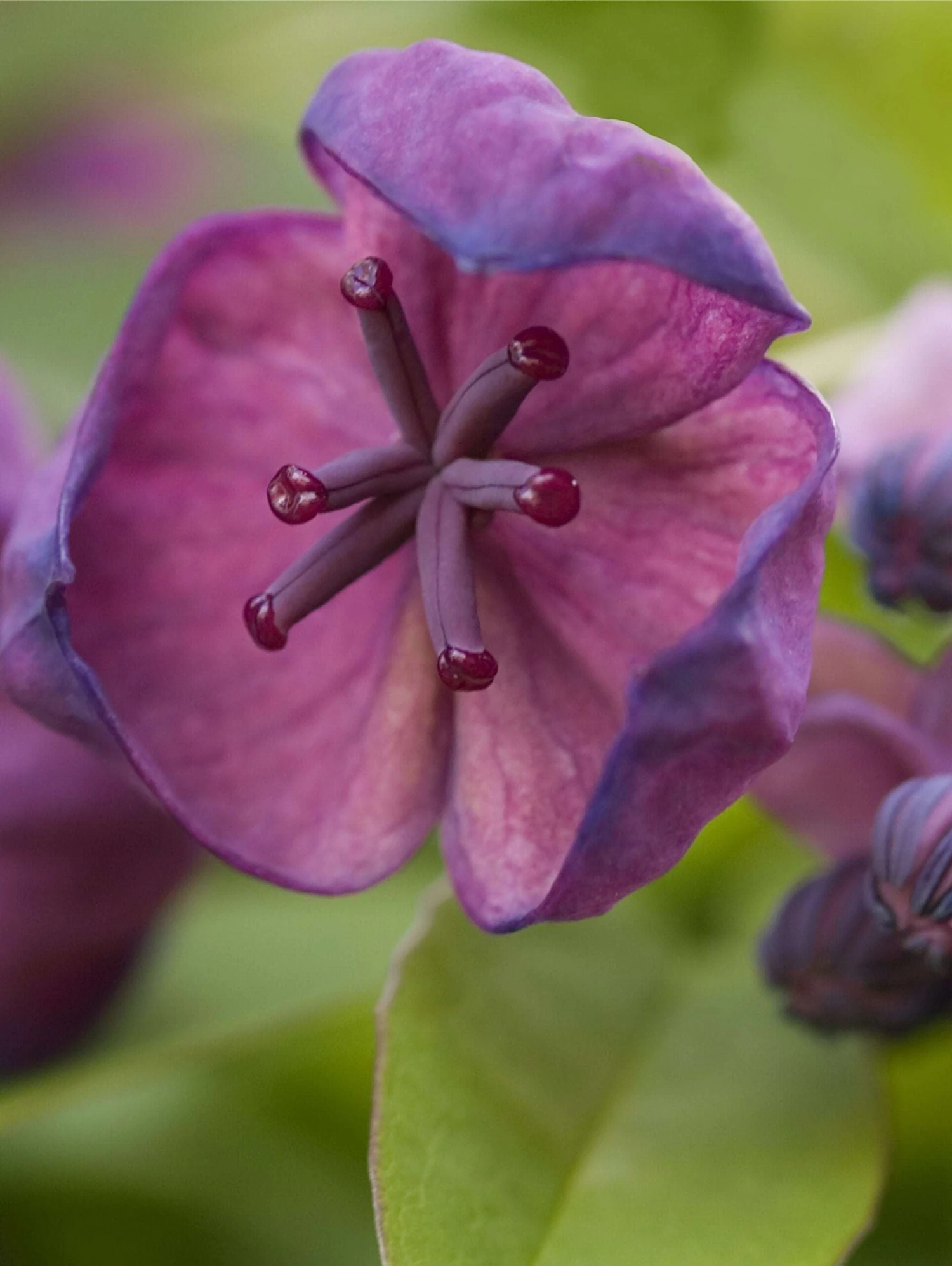 Deep Purple Akebia 1 Deep Purple Akebia