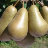 Conference European Pear