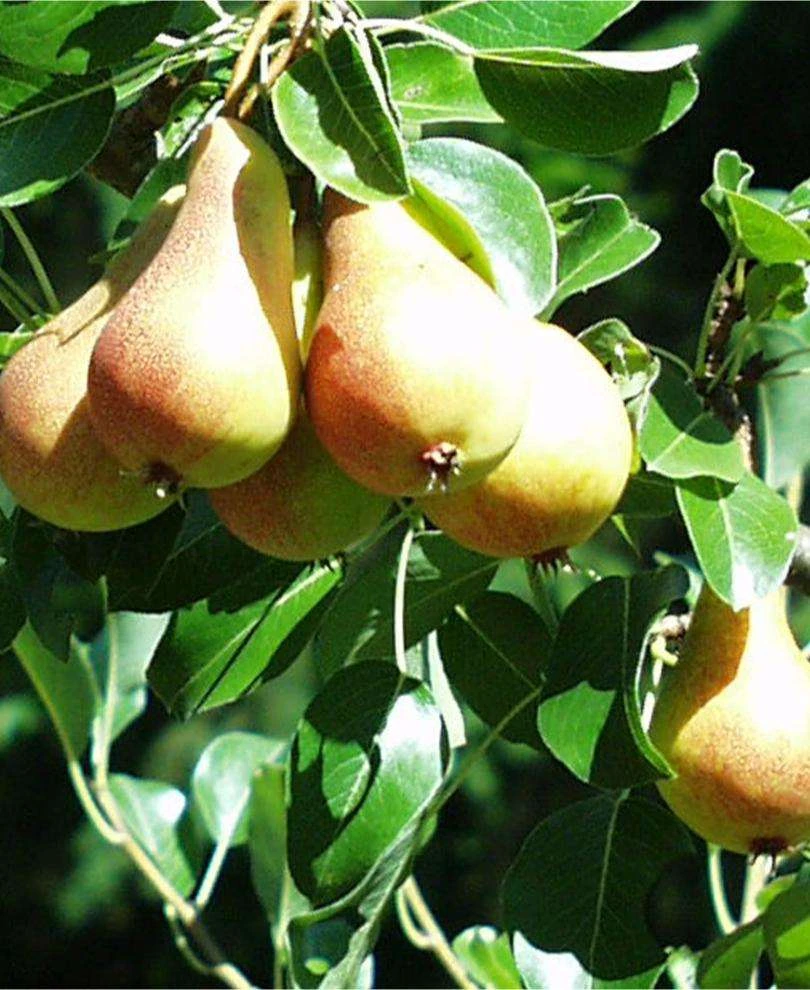 Bella Di Guigno European Pear 1 Bella Di Guigno European Pear
