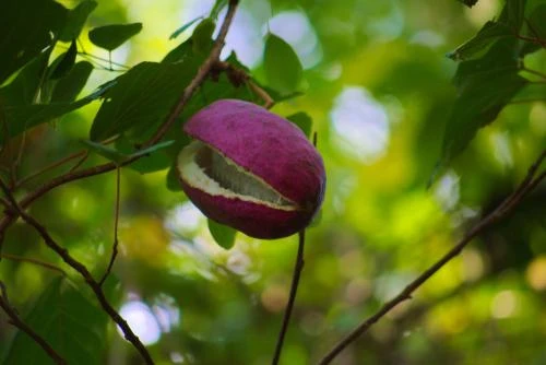 Silver Bells Akebia 1 Silver Bells Akebia