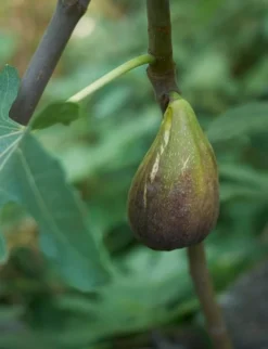 Raintree Brunswick Fig