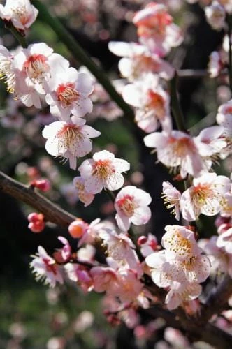 Bungo Flowering Apricot 1 Bungo Flowering Apricot