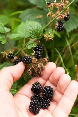 Wild Treasure Thornless Trailing Blackberry 1 Wild Treasure Thornless Trailing Blackberry