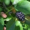 Wellington Mulberry
