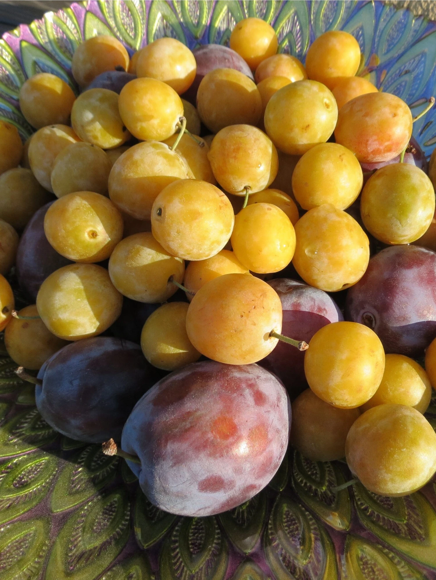 Mirabelle De Nancy European Plum 2 Mirabelle De Nancy European Plum - Image 2