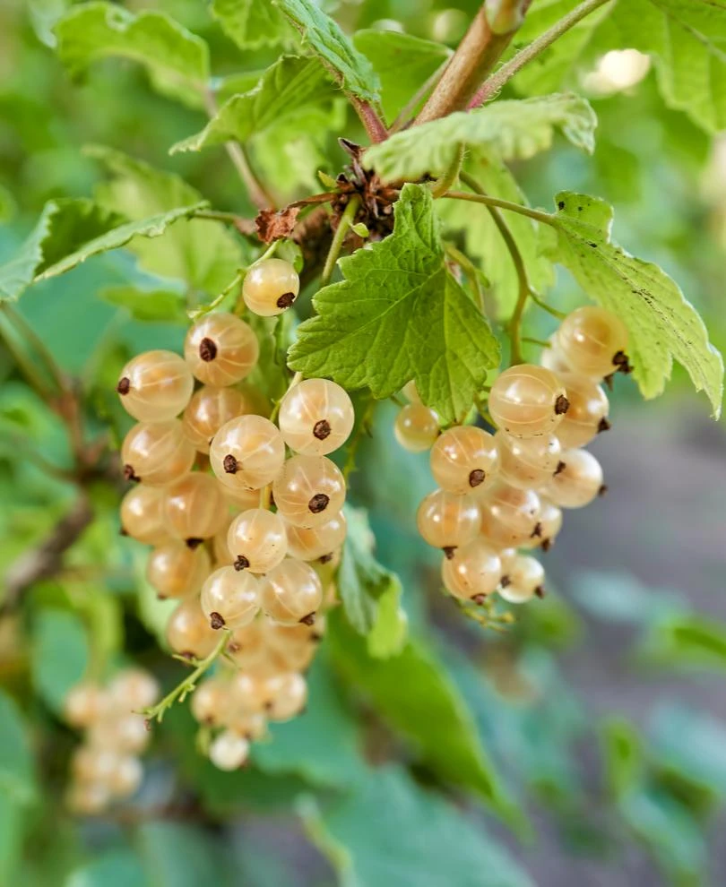 Blanca White Currant 1 Blanca White Currant
