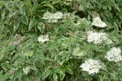 Variegated Elderberry
