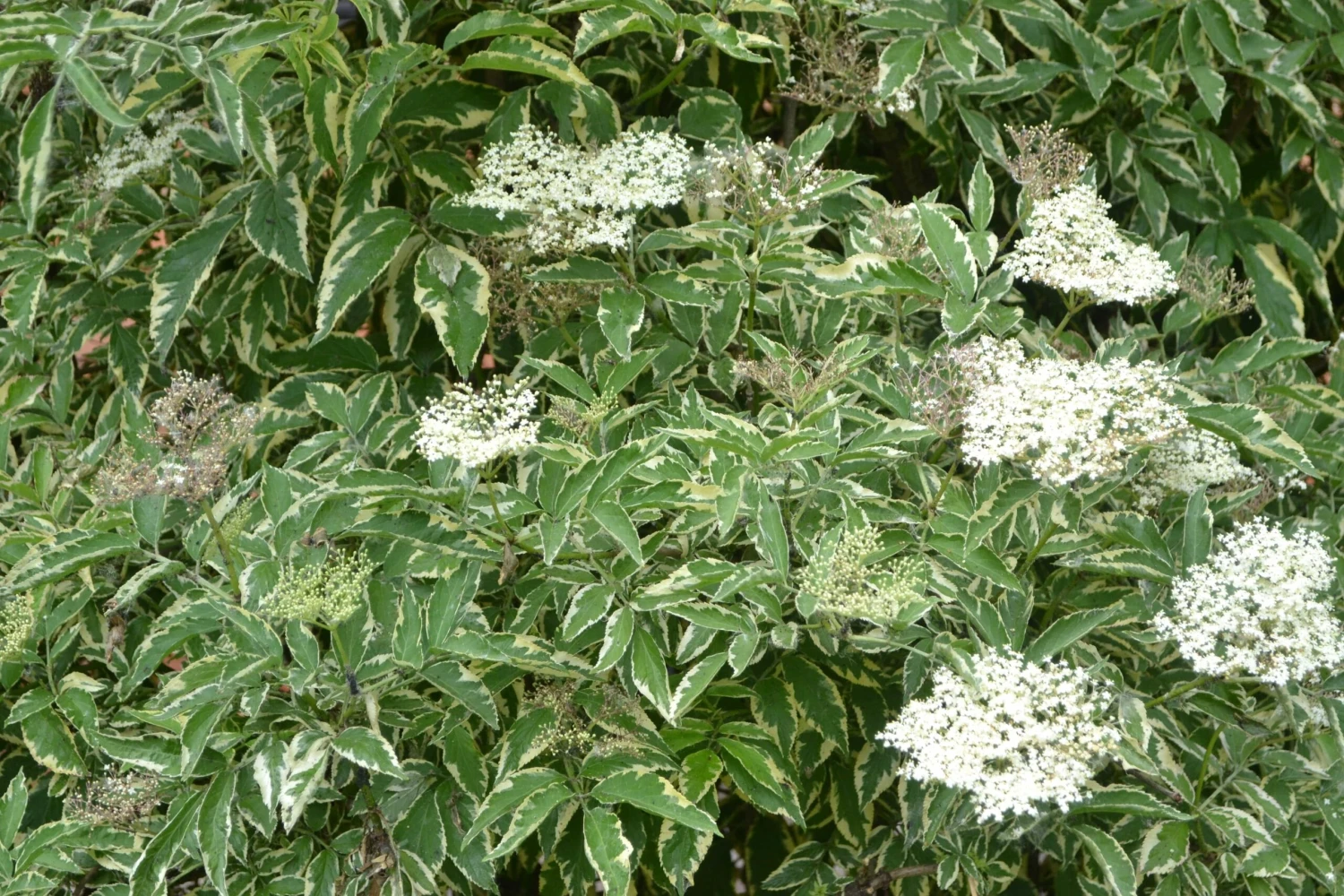 Variegated Elderberry 1 Variegated Elderberry